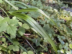 Anticlea occidentalis