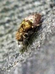 Pteroxanium kelloggi