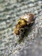 Pteroxanium kelloggi
