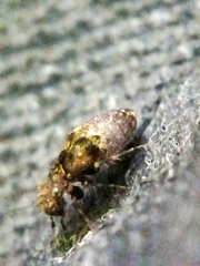 Pteroxanium kelloggi