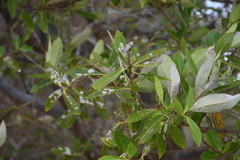Avicennia germinans