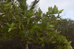 Avicennia germinans