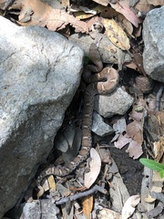 Crotalus willardi