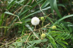Leucaena leucocephala