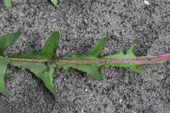 Taraxacum hamatiforme