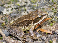Rana cascadae