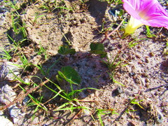 Ipomoea hartwegii
