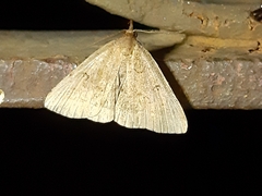 Zanclognatha lunalis