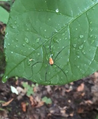 Leiobunum nigropalpi
