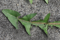 Taraxacum hamatiforme