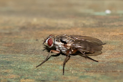 Eustalomyia