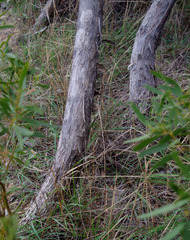Eucalyptus decipiens