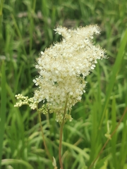 Filipendula ulmaria
