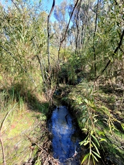 Acacia longifolia longifolia