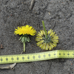 Taraxacum hamatiforme
