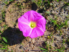 Ipomoea hartwegii