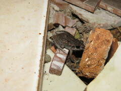 Adenomera hylaedactyla