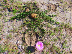 Ipomoea hartwegii