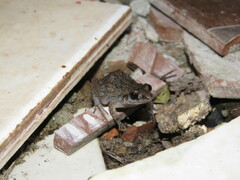 Adenomera hylaedactyla