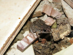 Adenomera hylaedactyla