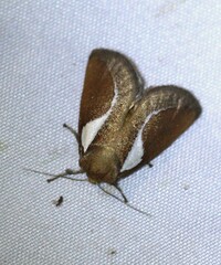 Prolimacodes trigona