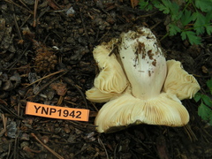Russula graveolens