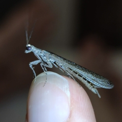 Perlamantis alliberti