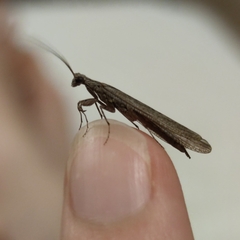 Perlamantis alliberti