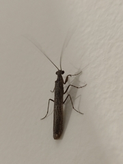 Perlamantis alliberti
