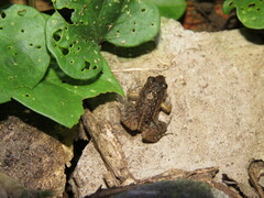 Adenomera hylaedactyla