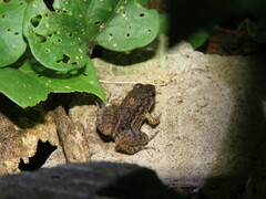 Adenomera hylaedactyla