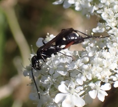 Cryptocheilus versicolor