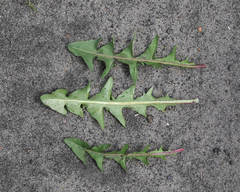 Taraxacum hamatiforme
