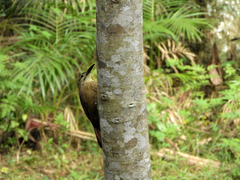 Xiphocolaptes albicollis