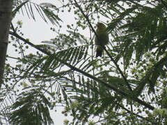 Hemithraupis flavicollis