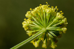 Lomatium simplex