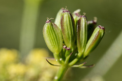 Lomatium simplex