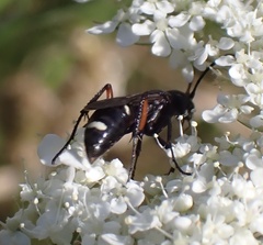 Cryptocheilus versicolor