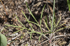 Lomatium simplex