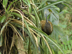 Xiphocolaptes albicollis