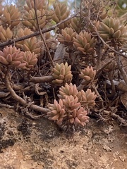 Sedum album