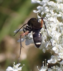 Cryptocheilus versicolor