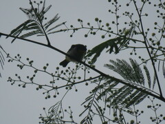 Hemithraupis flavicollis