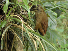 Xiphocolaptes albicollis