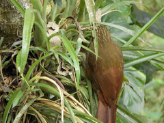 Xiphocolaptes albicollis