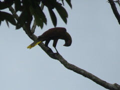 Psarocolius bifasciatus