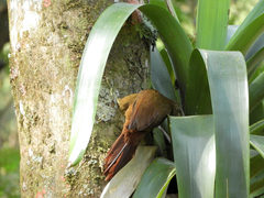 Xiphocolaptes albicollis