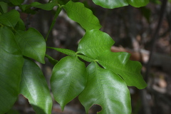 Melicoccus bijugatus