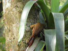 Xiphocolaptes albicollis