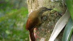 Xiphocolaptes albicollis